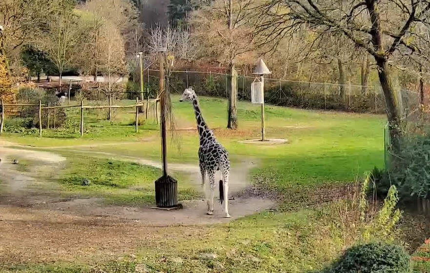 UPDATED: More live animal webcams in the database today. Watch more dogs, sheep, giraffes, chickens &amp; tortoises live cams.

Updated links for webcams including lemur, fish, squirrel, lynx &amp; more: animalwebcams.net

#pets #zoo #wildlife #loveanimals #PetLovers #AnimalLovers