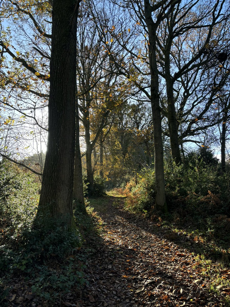 Late autumn in #Hindhead #Surrey