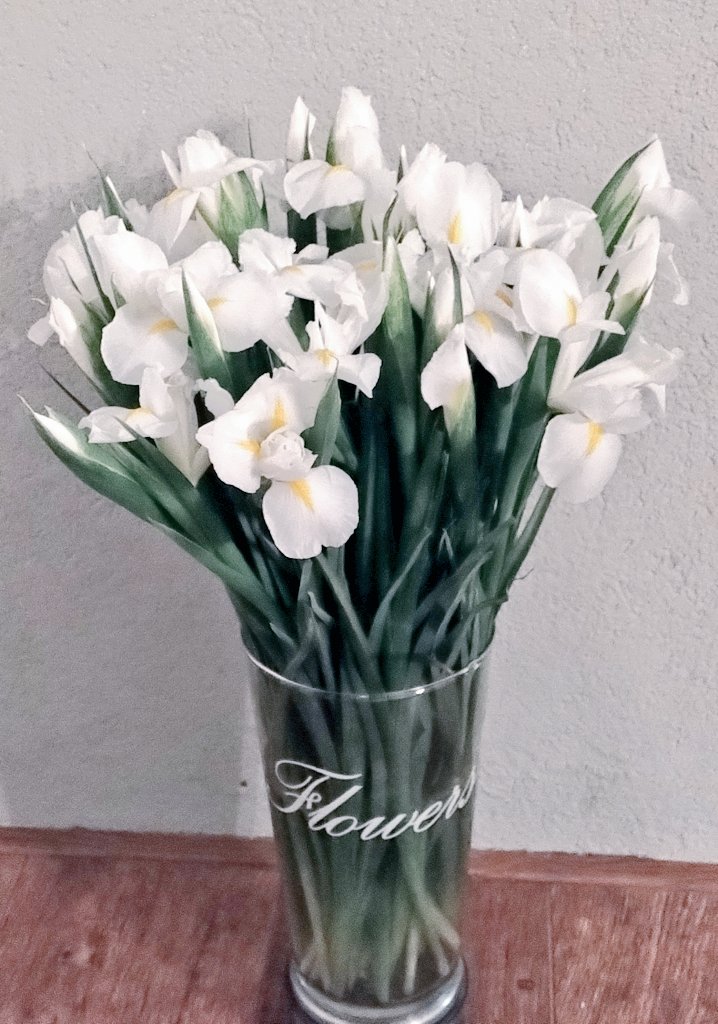 Iris White Magic 🤍 #FlowerPower 🇳🇱