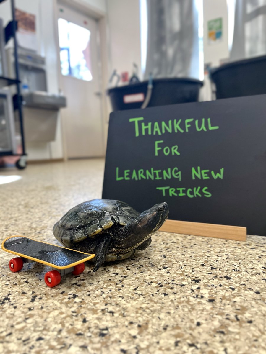 bestfriends's tweet image. Thankfulness comes in all sizes! We&apos;re celebrating the little things that bring shelter pets joy. ✨Here’s to snacks, enrichment, heat lamps and new tricks! Give shelter pets more reasons to be thankful, donate to a shelter near you this holiday season.  #ThankfulForPets 💕^jb