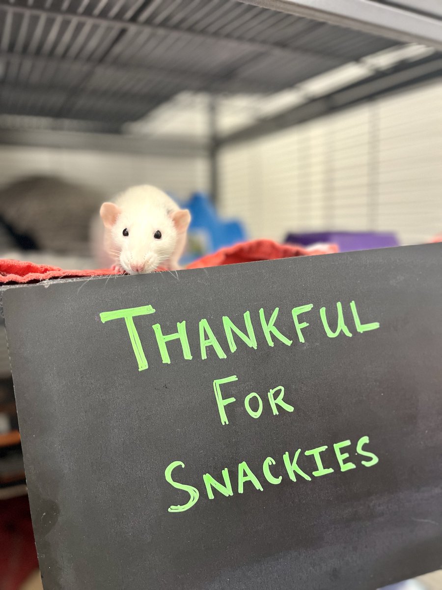 bestfriends's tweet image. Thankfulness comes in all sizes! We&apos;re celebrating the little things that bring shelter pets joy. ✨Here’s to snacks, enrichment, heat lamps and new tricks! Give shelter pets more reasons to be thankful, donate to a shelter near you this holiday season.  #ThankfulForPets 💕^jb