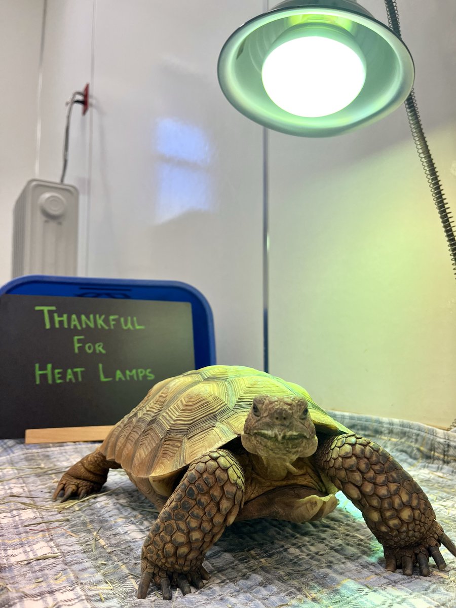 bestfriends's tweet image. Thankfulness comes in all sizes! We&apos;re celebrating the little things that bring shelter pets joy. ✨Here’s to snacks, enrichment, heat lamps and new tricks! Give shelter pets more reasons to be thankful, donate to a shelter near you this holiday season.  #ThankfulForPets 💕^jb