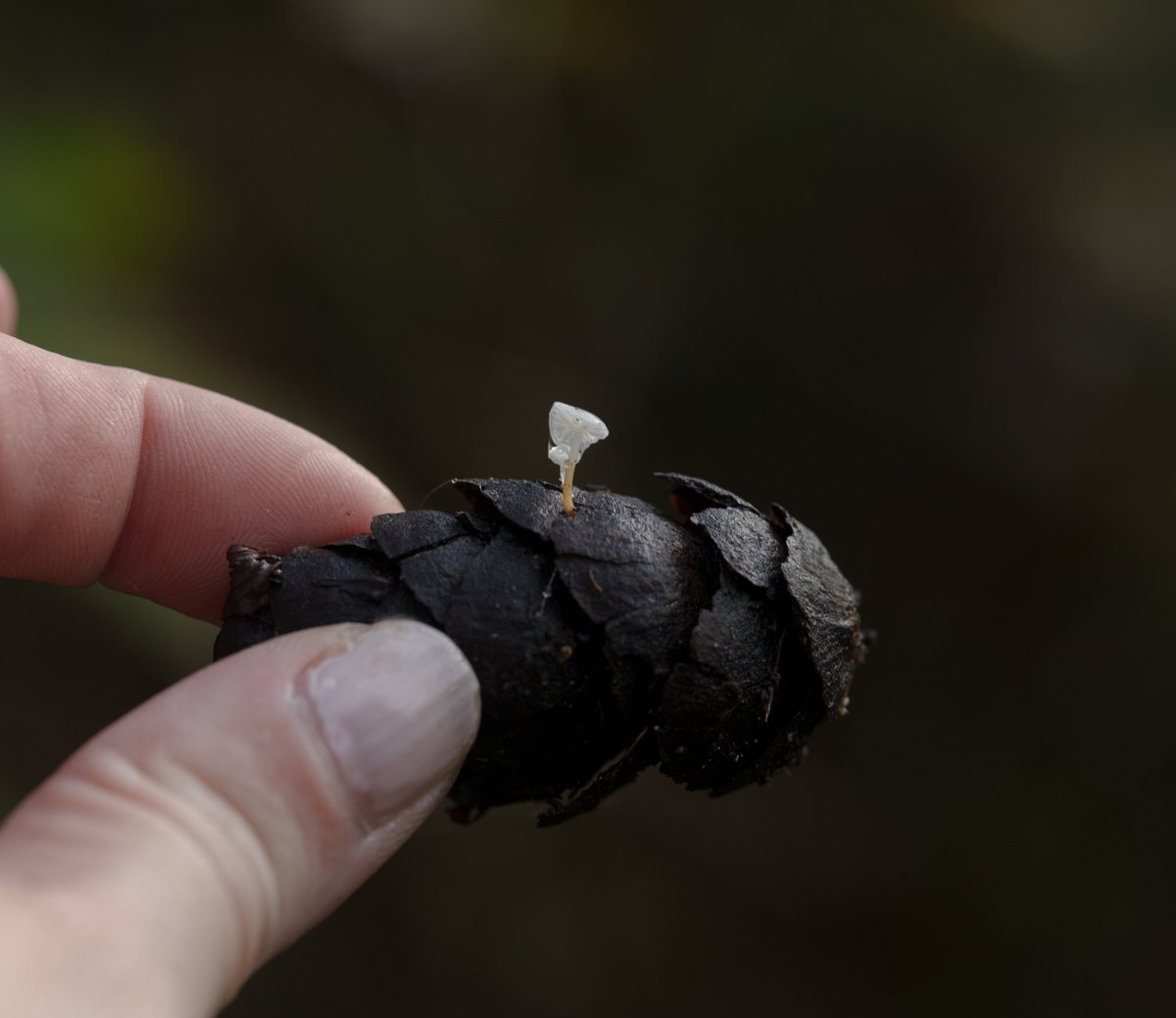 Alison Atwell tweet media