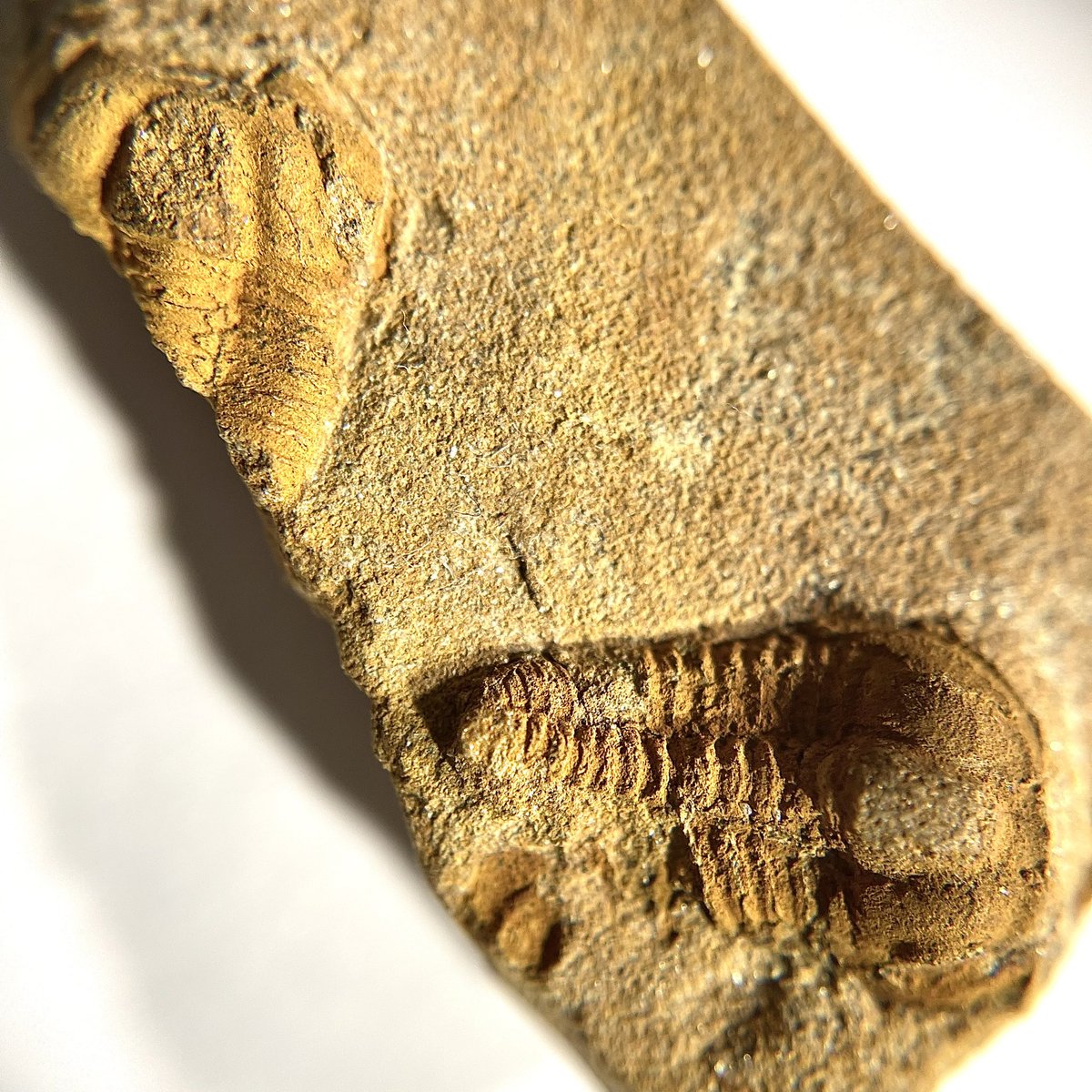 𝙎𝙤𝙡𝙚𝙣𝙤𝙥𝙡𝙚𝙪𝙧𝙞𝙣𝙖 𝙩𝙮𝙧𝙤𝙫𝙞𝙘𝙚𝙣𝙨𝙞𝙨 Růžička, 1938
Solenopleuridae
Jince fm. (Sternbergaspis brdensis subzone of the Acadolenus snajdri biozone), Miaolingian, Cambrian
Jince-Vinice, Czech Republic
#trilobites #fossilfriday