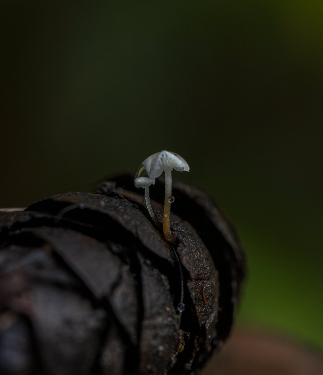 Alison Atwell tweet media