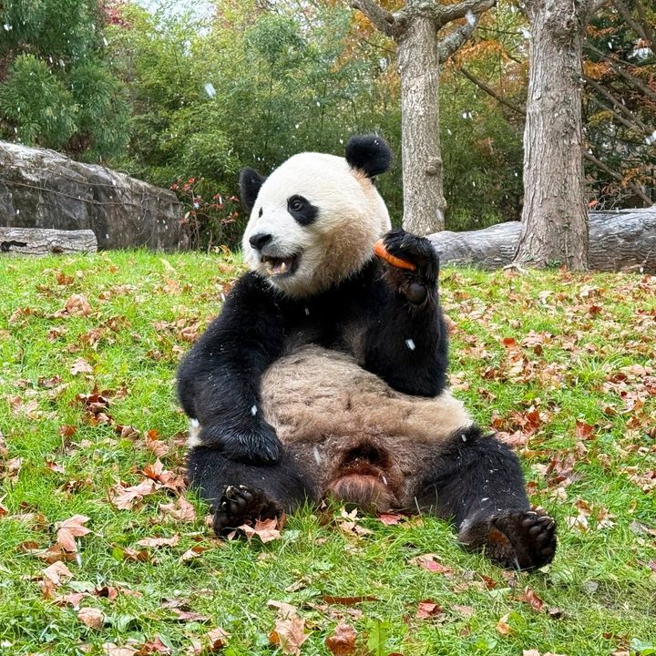 NationalZoo's tweet image. ❄️🐼 First flakes of the season! Bao Li + Qing Bao experienced their first snowfall in Washington, D.C., this morning. Bao Li ate a carrot and bamboo while watching the flakes fall. After enjoying her apple, Qing Bao ran playfully around her habitat and climbed trees. #DCPandas