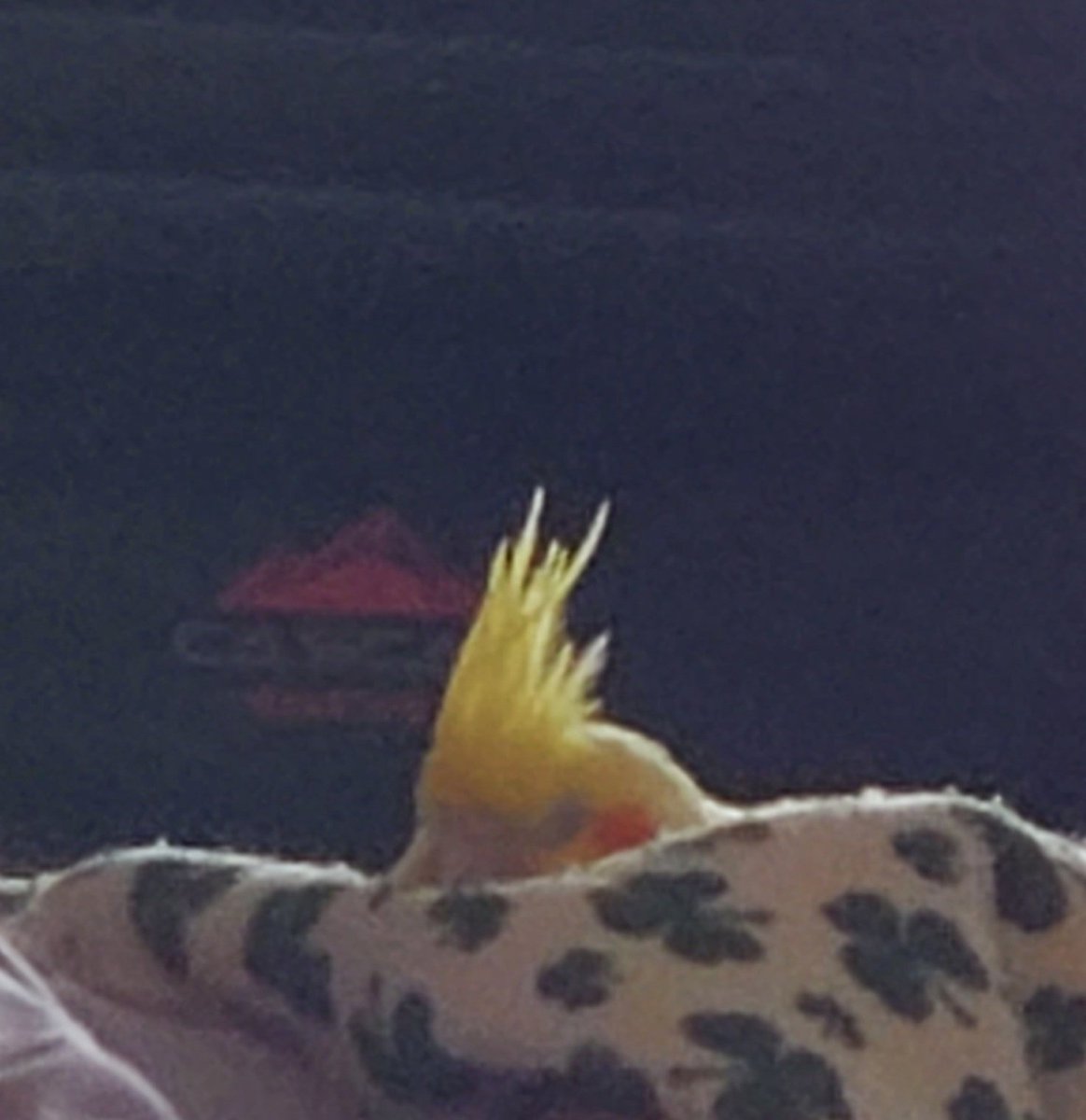 Sleepy princess 🐥🍀