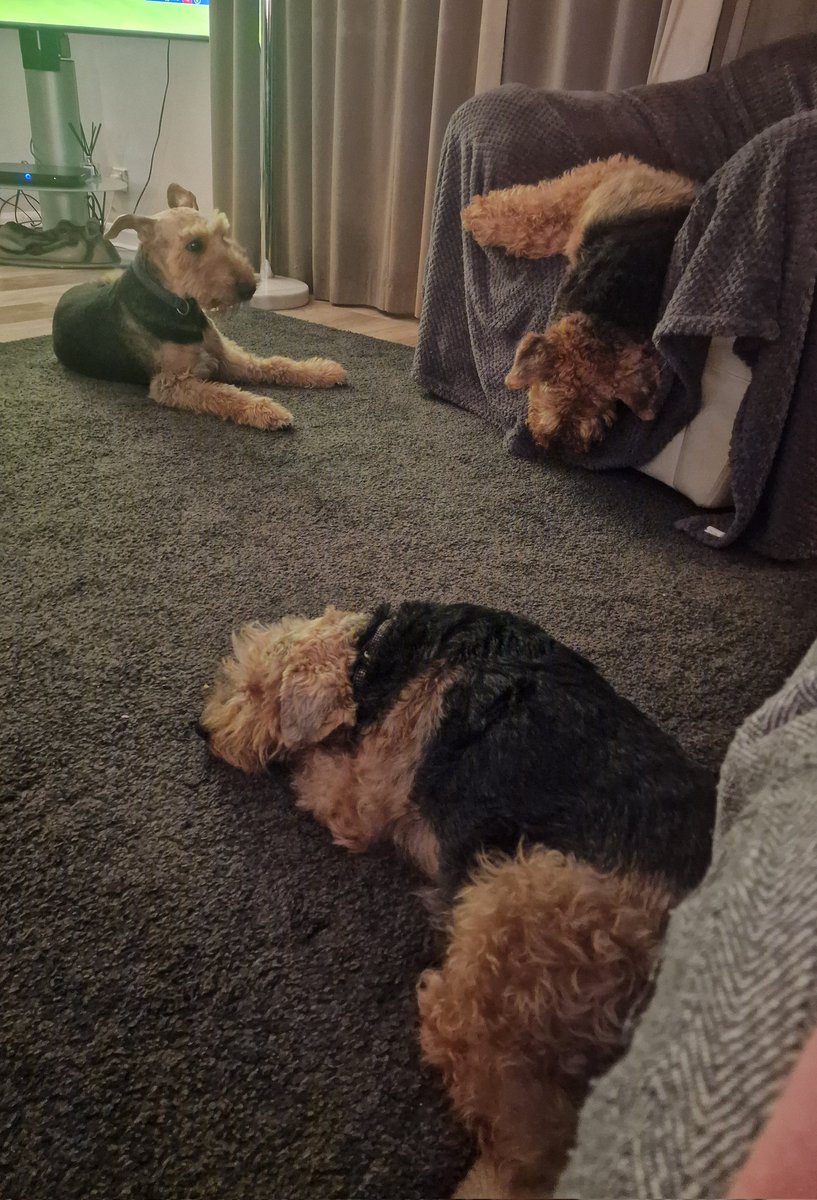 Well it's all go here in Terrier Towers !!!