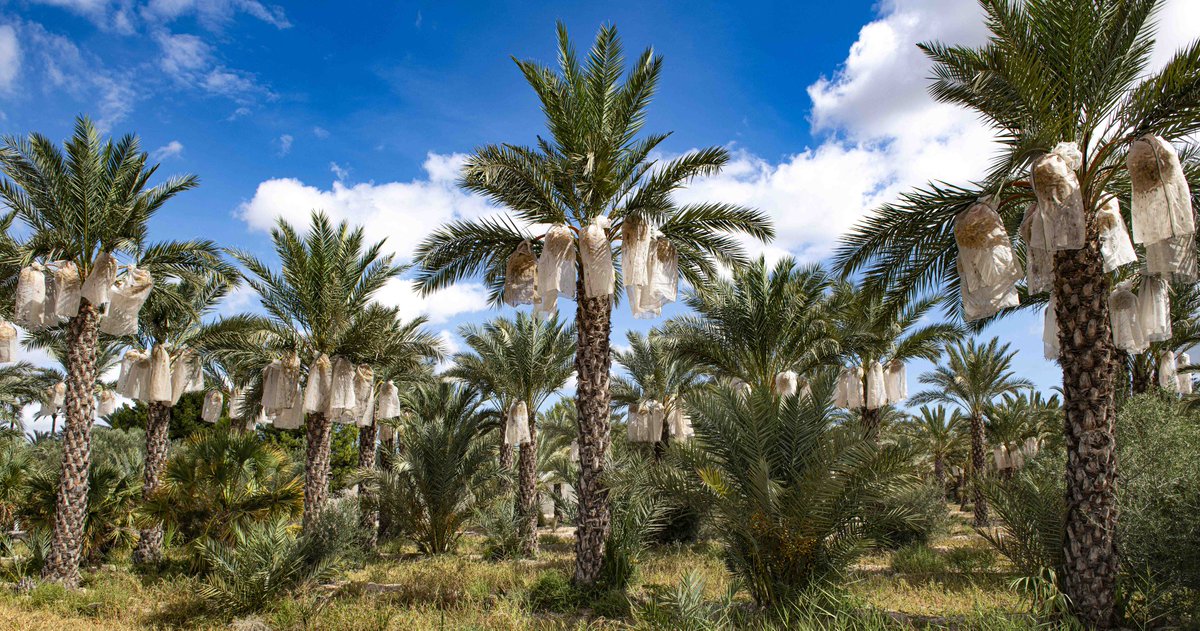 🤗 Ya tenemos ganadora del concurso fotográfico 📷#lucesysombrasdelpalmerar3 
🌴🌴🌴🌴🌴🌴🌴🌴

☝️Se trata de la ilicitana @MariaAsunciónDíezGarcía 

👉 Ha conseguido la mayoría de votos de nuestro jurado con estas magníficas fotografías
#festadelpalmerar2024 
#palmeraldeelche