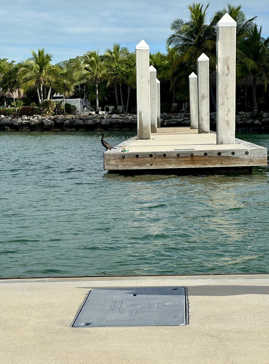 CPack12's tweet image. Double-Crested Cormorant hanging out on the dock.