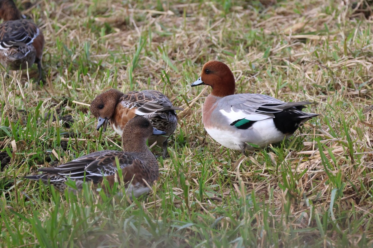 Spinkybird tweet media