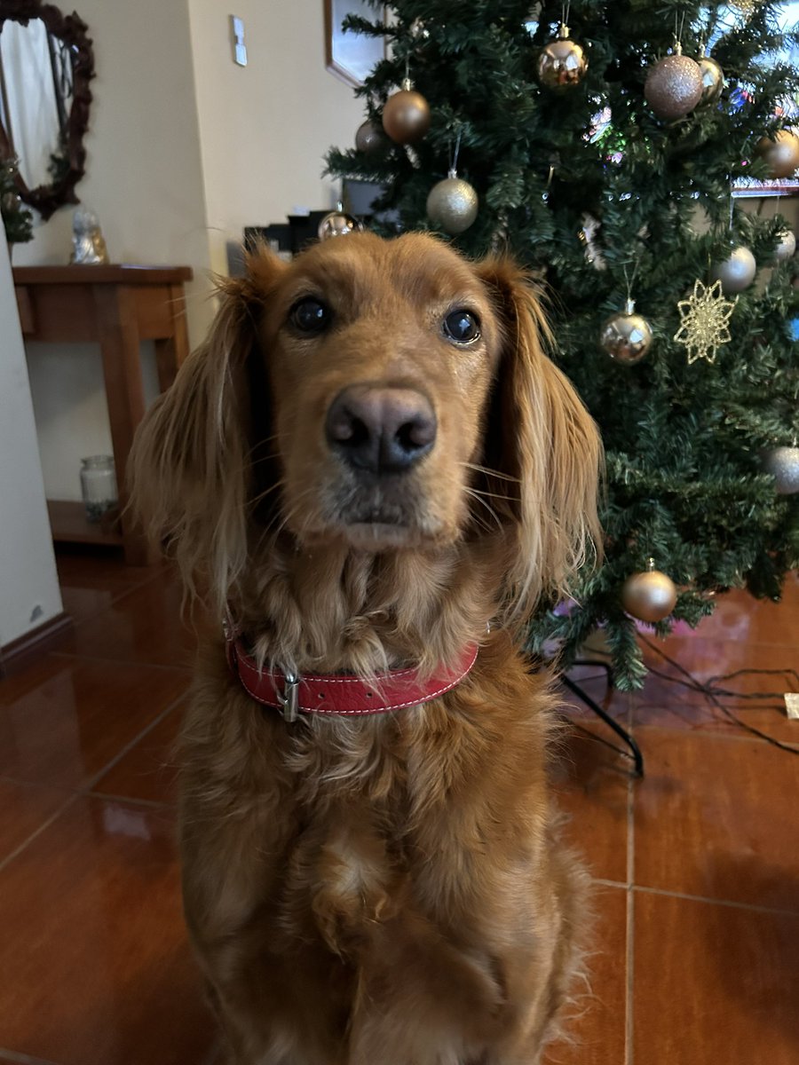 Gabrieqa's tweet photo. @itscroa Mi Jofri hermoso, encontrarte cambio mi vida. Mi compañero fiel, siempre estarás conmigo 🧡 https://t.co/hE0Huk0vFb