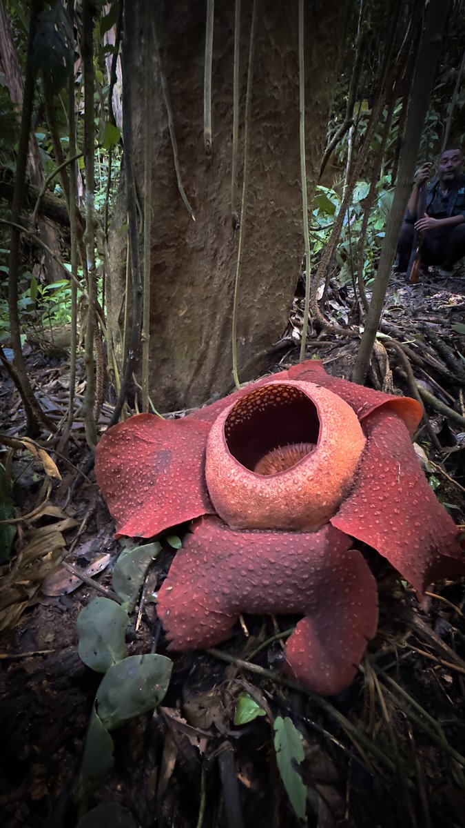 Excited to share some photos of 𝘙𝘢𝘧𝘧𝘭𝘦𝘴𝘪𝘢 𝘬𝘦𝘳𝘳𝘪𝘪, the second-largest flower in the world, measuring over a meter—just behind 𝘙𝘢𝘧𝘧𝘭𝘦𝘴𝘪𝘢 𝘢𝘳𝘯𝘰𝘭𝘥𝘪𝘪.

#PinoyBotanist #FloraMalesiana