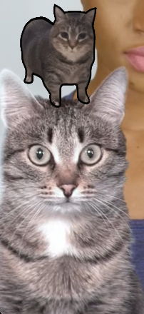 Spinning Cat - fan page tweet media