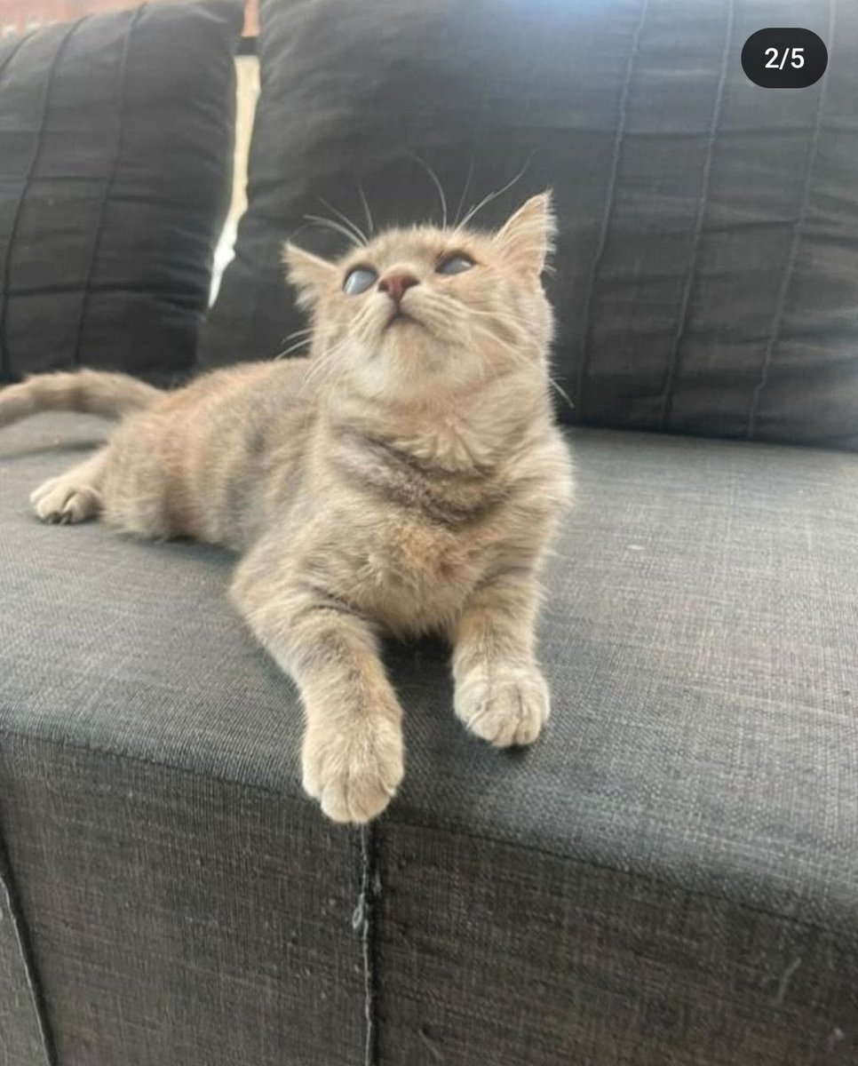 📍ÖMÜRLÜK YUVA
Bu yavruya ömürlük yuva arıyoruz. İki gözü de kör.Acil yuva aranıyor. 5.5 aylık dişi (Kısırlaştırma yaptıracaklari söyleniyor.) Görmediği için düşme atlama riskine karşı file gibi önlem alabilecek kişiler iletişime geçsin lütfen.
📞: 0536 071 6197