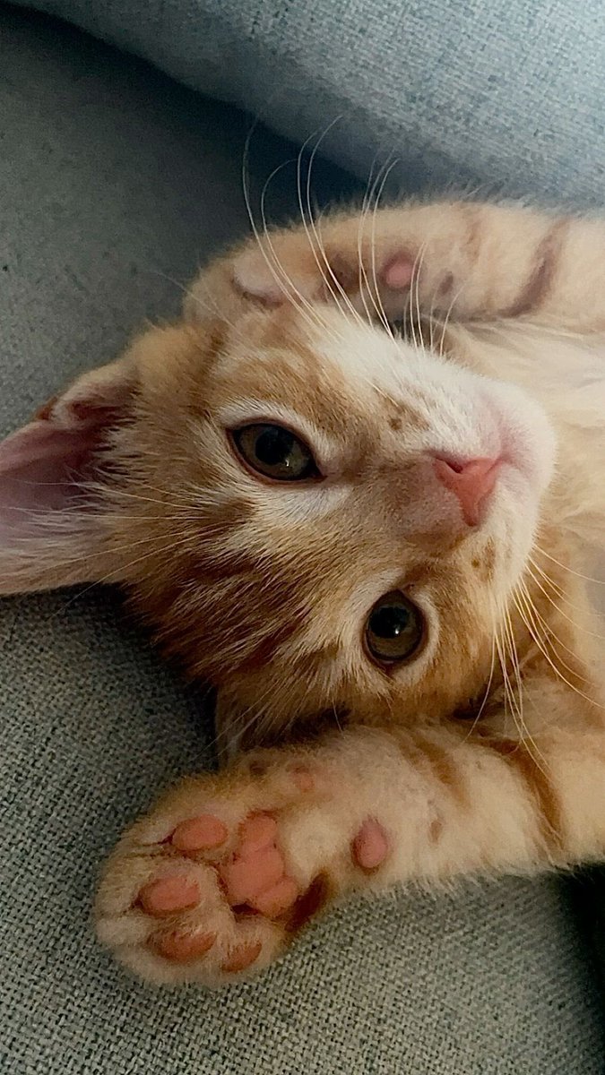 fred deslog (@bestwsly) on Twitter photo 