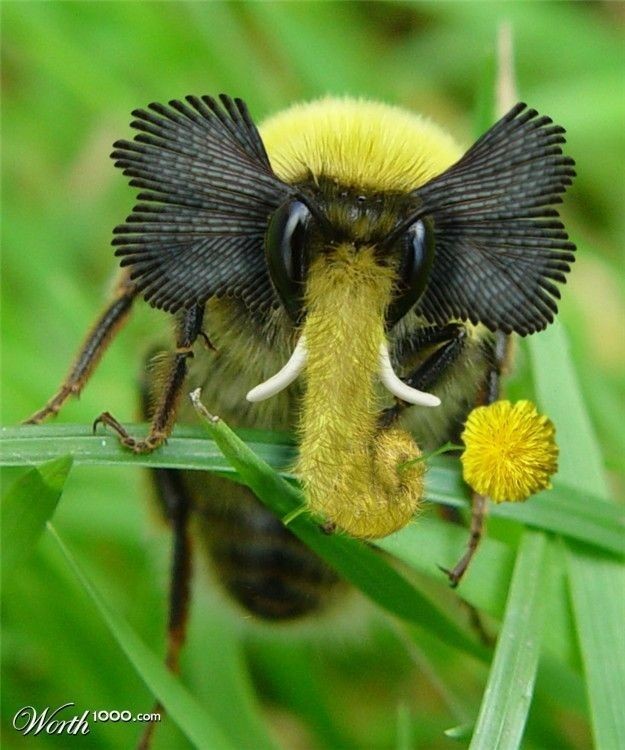 Untamedpath's tweet photo. "When the bee meets the elephant: The Bee-phant! #naturemashup #photoshopfun #buzzingwithtusks" https://t.co/nzGHcJhtqn
