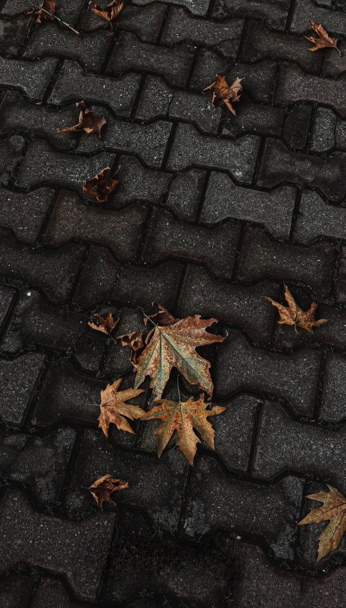 azadehsfr40's tweet photo. 🍁. https://t.co/xSn4XtB0PU