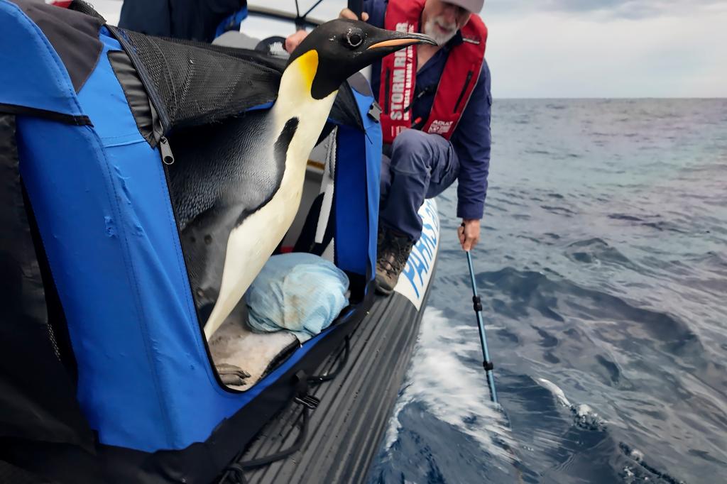 nypost's tweet photo. Penguin returns to the sea after long trip from Antarctica to Australia https://t.co/BSaFoK7chI https://t.co/samvW6sAnK