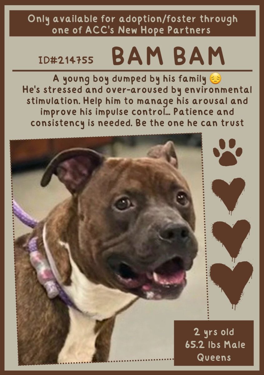 EASpenser's tweet image. 🤎BAMBAM, age 2💔#HighAnxiety
Dumped by his "family"→likely💔as well as confused, defensive, scared, easily stressed
#GoodBoyTraining: patient,➕, consistent, continuous  
#DailyExercise &amp;amp; activities for #EnergyBurnoff 
nycacc.app/#/browse/214755
#RescueOnly #Pledge4Rescue #Foster