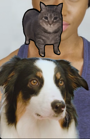 Spinning Cat - fan page tweet media