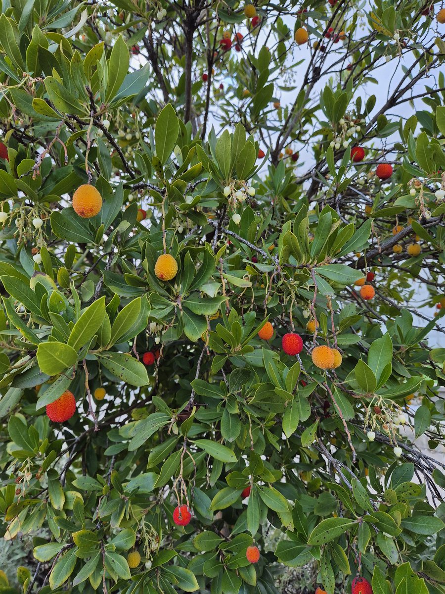 Jaume Fàbrega tweet media