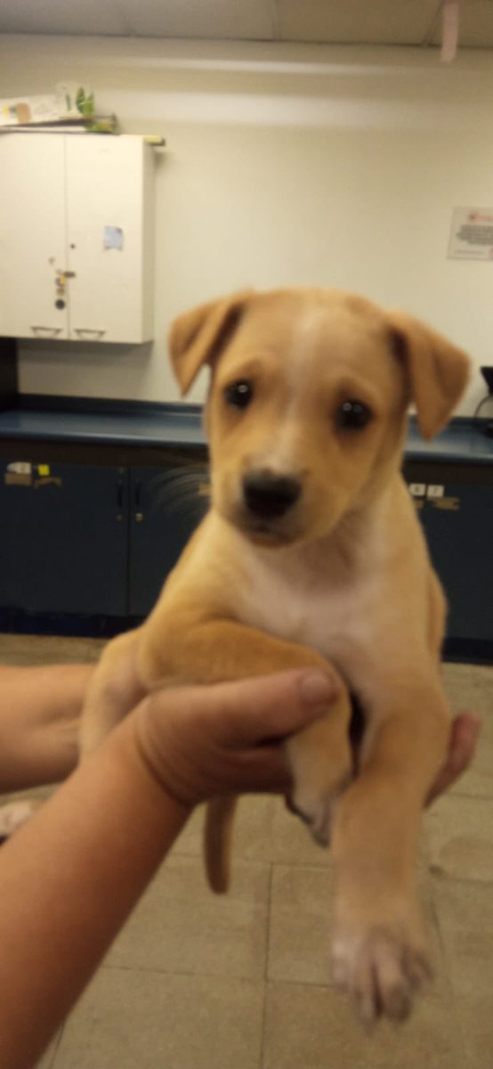 ¡Te presentamos a Moki! 🐾 Este adorable perrito fue encontrado en estación La Cisterna, y ahora está buscando una familia que le dé todo el amor que merece 🏡❤

Si quieres ayudarlo a encontrar su hogar ideal, comparte esta publicación o dale “me gusta” ❤ ¿Te gustaría