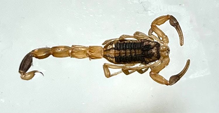 eaaeoc's tweet photo. Did you know scorpions glow under UV light and grasshoppers can jump 20 times their body length?🦗 You can see these incredible creatures up close under our microscope and experience a whole new world of science! Schedule your FREE visit to the EAA EOC and come see for yourself! https://t.co/zrL1ySwT4R