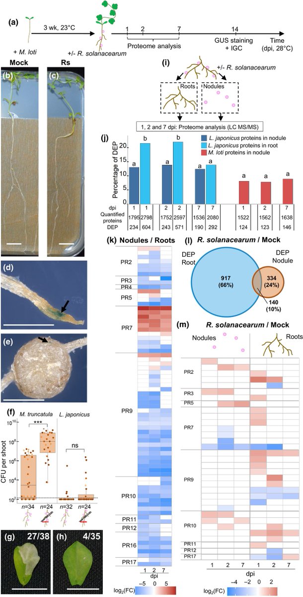 New Phytologist (@newphyt) on Twitter photo Lotus resistance against Ralstonia is enhanced by Mesorhizobium and does not impair #mutualism
Prévitali et al. <a href="/LIPME_Toulouse/">Plants Microbes Environment</a> <a href="/PrevitaliT/">Thomas Prévitali</a> <a href="/GourionBenjamin/">Benjamin</a>
📖 nph.onlinelibrary.wiley.com/share/UQCNM2GH… Lotus resistance against Ralstonia is enhanced by Mesorhizobium and does not impair #mutualism
Prévitali et al. <a href="/LIPME_Toulouse/">Plants Microbes Environment</a> <a href="/PrevitaliT/">Thomas Prévitali</a> <a href="/GourionBenjamin/">Benjamin</a>
📖 nph.onlinelibrary.wiley.com/share/UQCNM2GH…