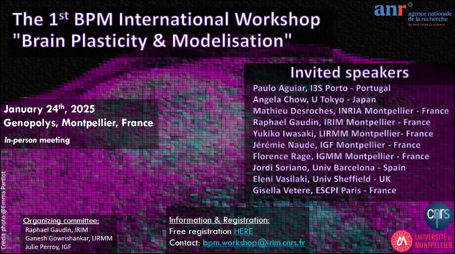 International Workshop "Brain Plasticity &amp; Modelisation" in Montpellier, France, 24 Jan 2025 with great speakers <a href="/PCastroAguiar/">Paulo de Castro Aguiar</a> @Gaudinlab