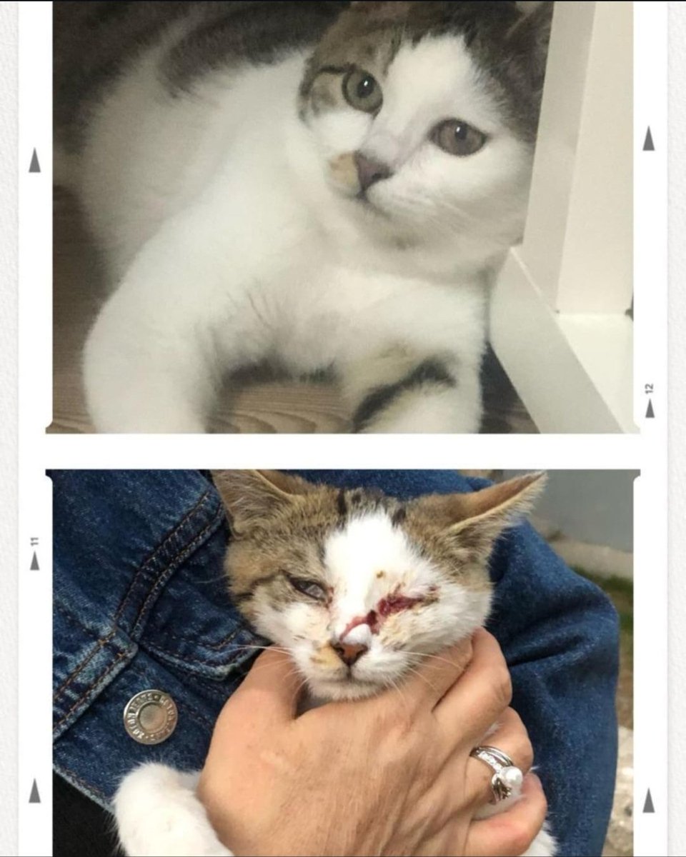 📍ÖMÜRLÜK YUVA
Bu yavruya ömürlük yuva arıyoruz. 6 aylık erkek parazit aşısı ve kum eğitimi var sokaktan gözü kanlar içinde bulunmuş ve tedavisi yapılmış. Evdeki kedi yeni bir kedi istemediği için sahiplendirilmek isteniyor sahiplendirme takip şartı ile olacaktır.
📞: 05334176804