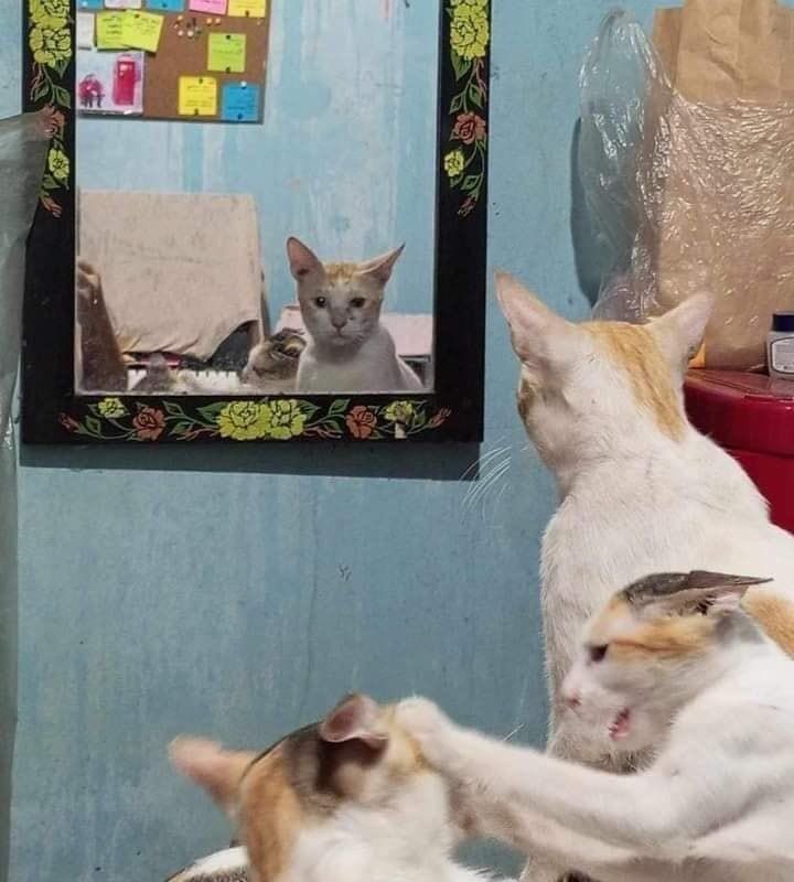 Punch Cat tweet media