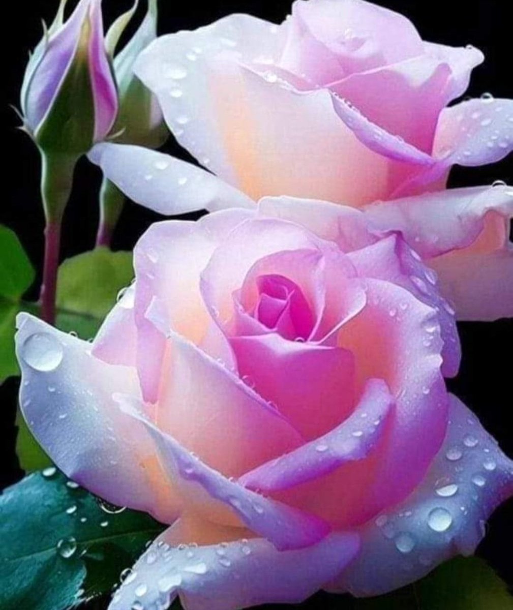 SummerRose 🌹Christine tweet media