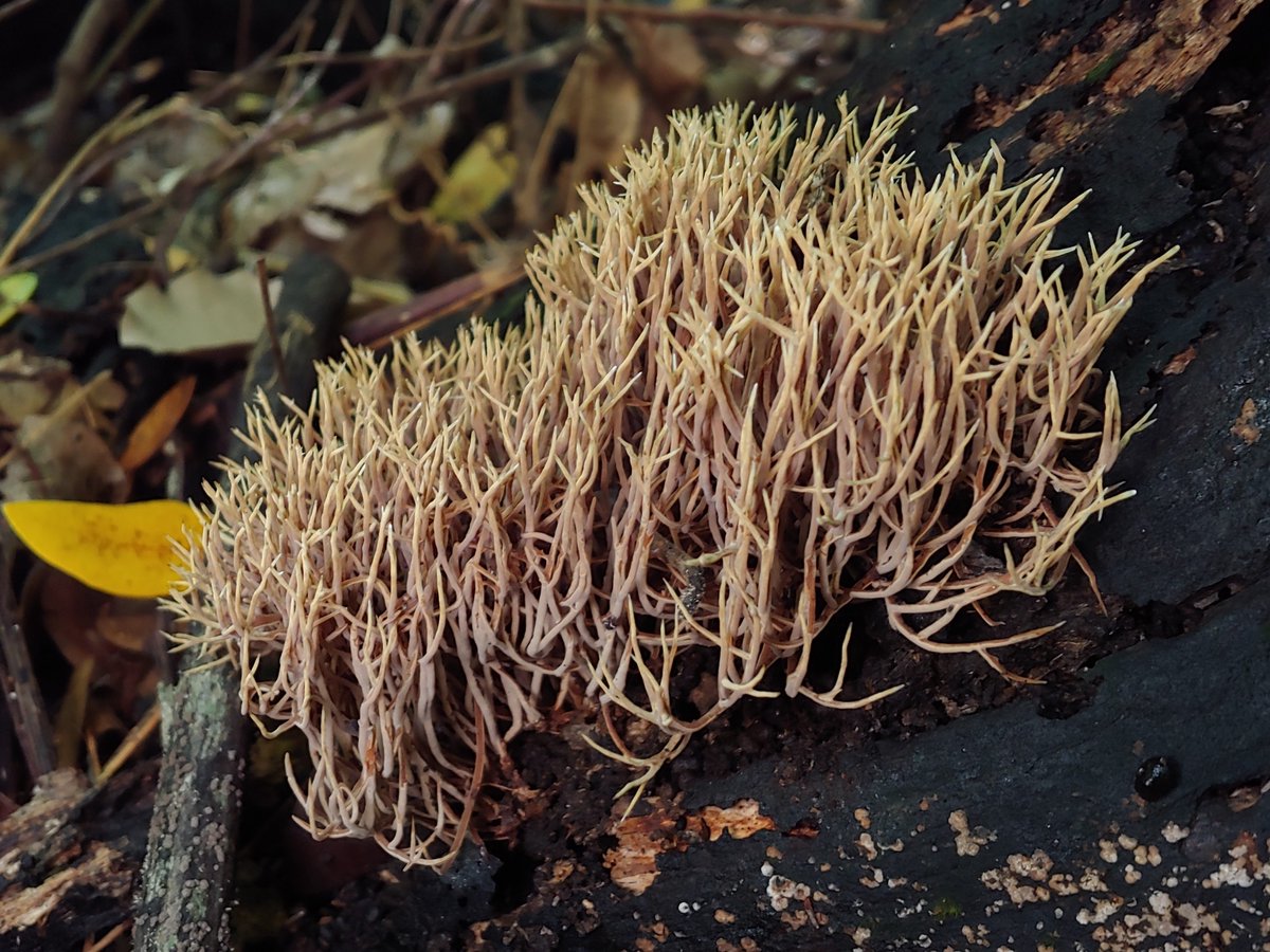 iNaturalist tweet media