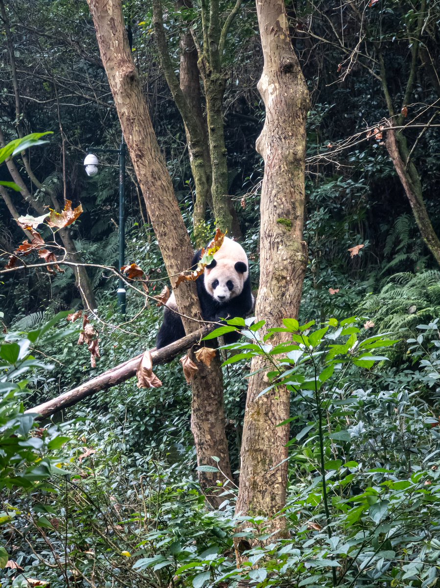 niheng09's tweet photo. Hi panda! https://t.co/TkqqnX3Gnx