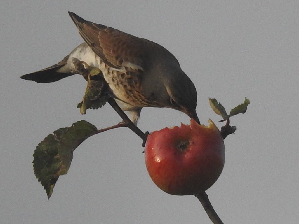 RewildingL's tweet photo. Fieldfare at the top of our apple tree.
#Fieldfare https://t.co/kvW1IPLY5z
