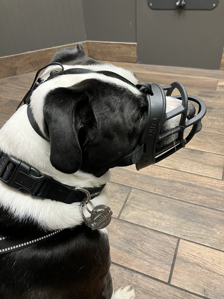 today was my turn at the #vet for shots &amp; check up, yesterday was <a href="/ZekeTheDog1/">Zeke The Dog</a> visit. I have to wear a muzzle when I go for safety just because one little time the vet tech touched my paw, and I head butted him after my dad told him I don’t like my feet touched. #GordoTheDog