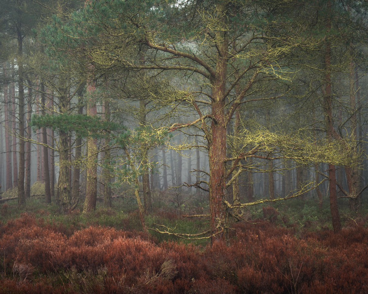 Rich Doak Photography tweet media