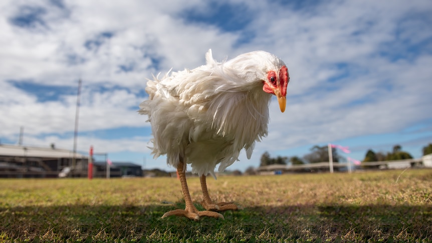 KingWobil's tweet photo. measures between flock placements help to reduce transmission of disease between flocks and allow time to prepare for the next flock.
(Credit to @Alltech)
๐ธ: @abcnews; @EVdigital
3/3
#AgriDirectGh #poultrykeeping #FoodSecurity #biosecurity #managementpractices #AUSvIND https://t.co/pZjuIRgdFW