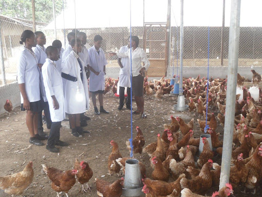 KingWobil's tweet photo. measures between flock placements help to reduce transmission of disease between flocks and allow time to prepare for the next flock.
(Credit to @Alltech)
๐ธ: @abcnews; @EVdigital
3/3
#AgriDirectGh #poultrykeeping #FoodSecurity #biosecurity #managementpractices #AUSvIND https://t.co/pZjuIRgdFW
