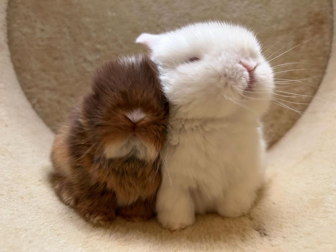 Bunnies's tweet image. 