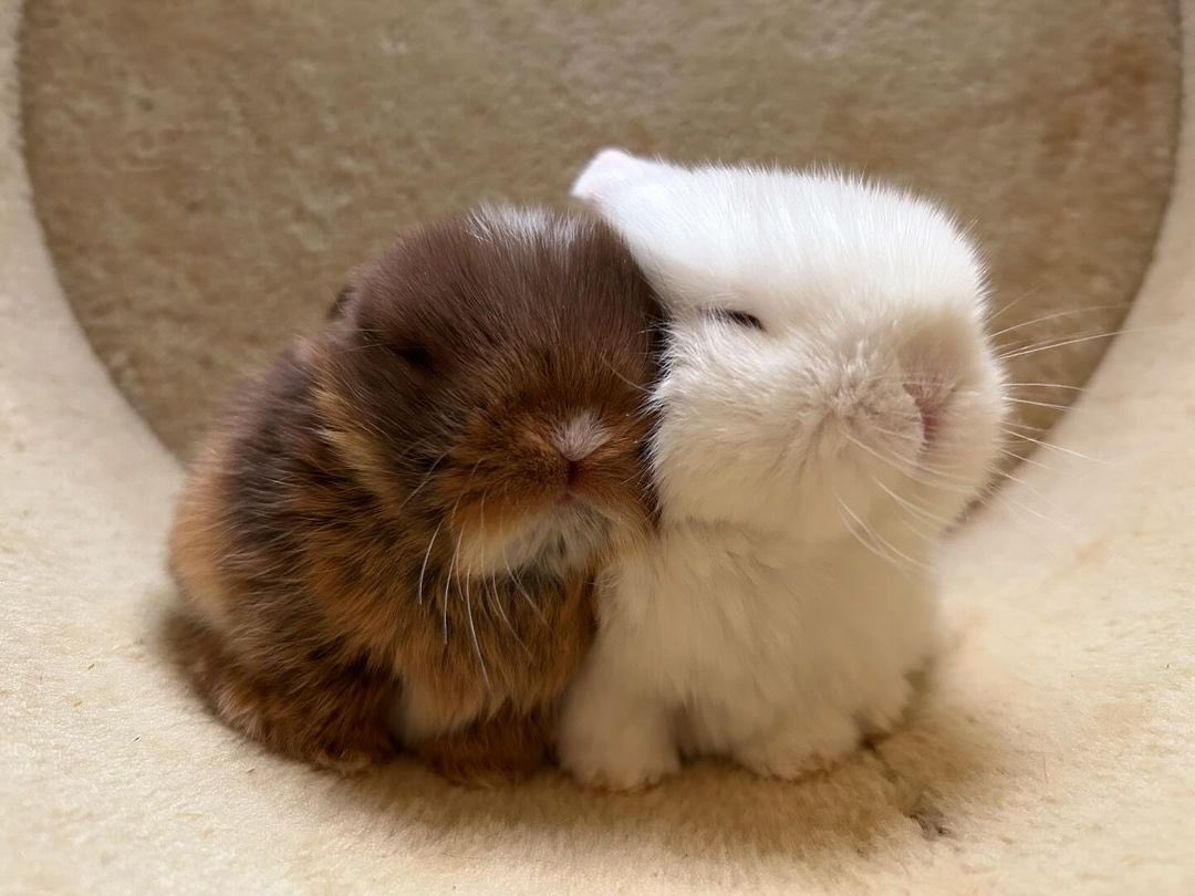 Bunnies's tweet image. 