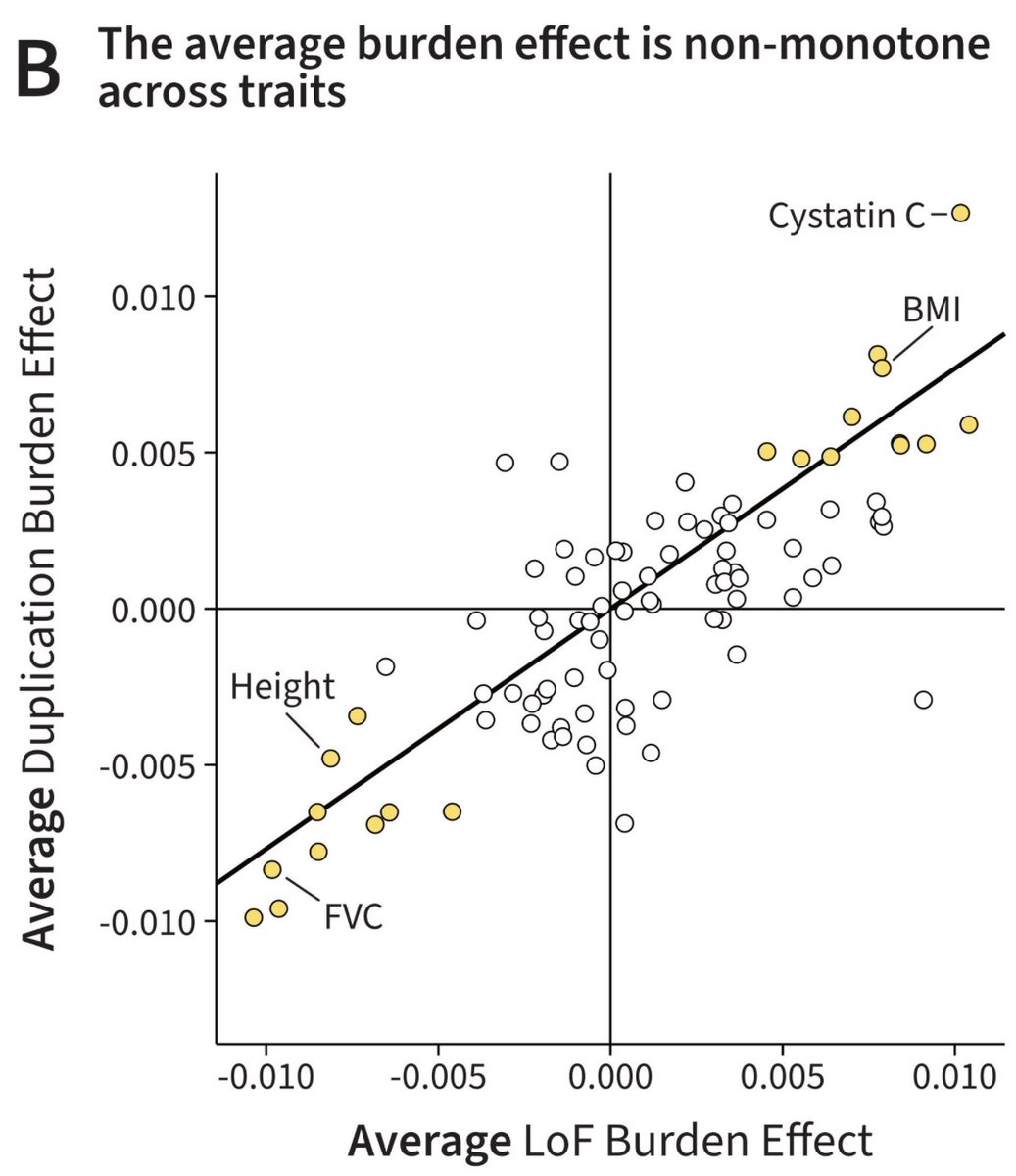 Jonathan Pritchard (@jkpritch) on Twitter photo In a new preprint led by <a href="/TheNikhilMilind/">Nikhil Milind</a>, we explored a fascinating paradox:
For many traits the number of duplications or loss-of-function (LoF) mutations is correlated with phenotype. Curiously, for most traits, the AVERAGE direction of LoFs and Dups is the SAME. Why? In a new preprint led by <a href="/TheNikhilMilind/">Nikhil Milind</a>, we explored a fascinating paradox:
For many traits the number of duplications or loss-of-function (LoF) mutations is correlated with phenotype. Curiously, for most traits, the AVERAGE direction of LoFs and Dups is the SAME. Why?