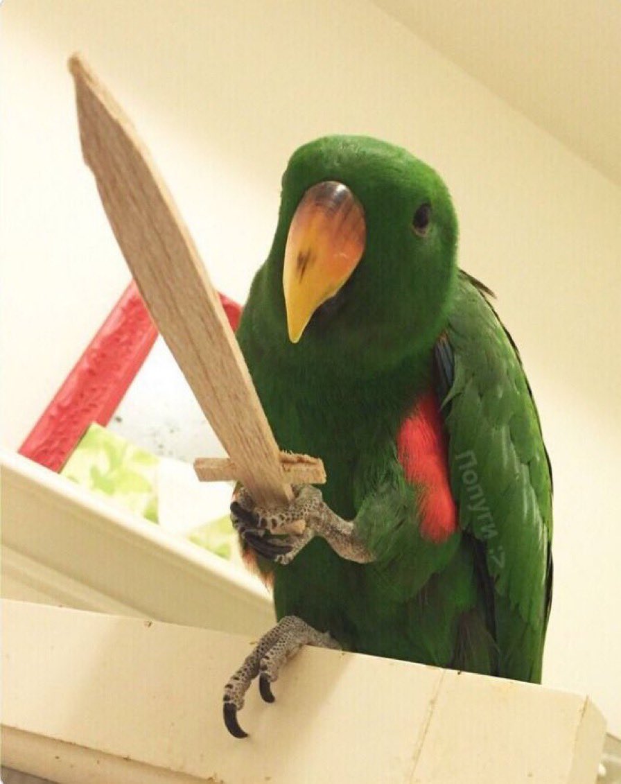 Out of Context Birds (@contextbirds) on Twitter photo 