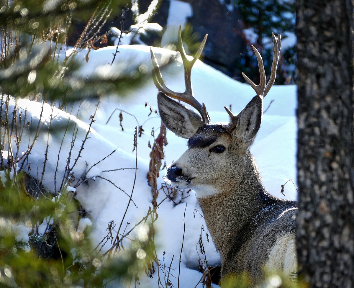 Mule Deer Migration: Navigating Elevation in Fall and Winter – Foundry Outdoors