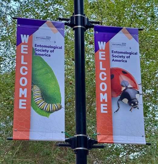 LIFEROsalia (@lifenatrosalia) on Twitter photo Last week, our colleagues participated with oral and poster presentations at the International Entomology Congress #EntSoc24 organized by <a href="/EntsocAmerica/">Entomological Society of America</a> in Phoenix, Arizona (USA).
#saproxylicInsects #biodiversity
#conservation #Together4Nature
#LifeROsalia #LIFENature Last week, our colleagues participated with oral and poster presentations at the International Entomology Congress #EntSoc24 organized by <a href="/EntsocAmerica/">Entomological Society of America</a> in Phoenix, Arizona (USA).
#saproxylicInsects #biodiversity
#conservation #Together4Nature
#LifeROsalia #LIFENature