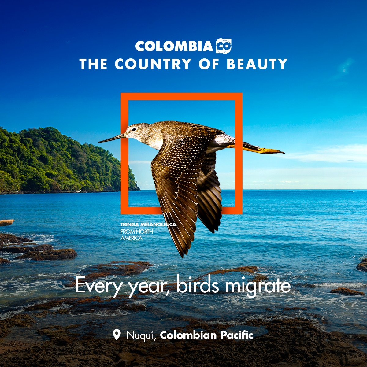 colombia_travel's tweet image. 🪶 Birds keep returning every year to enjoy all that #TheCountryOfBeauty has to offer. Follow their lead and surprise yourself with an experience you can't miss. 

Learn more at Colombia.Travel 🍃
