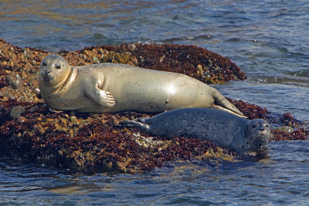 Exciting announcement: We're launching a brand-new winter cruise! Our Urban Naturalist Tour: Seals, Seabirds &amp; Winter Wildlife cruise debuts December 4 at 1:45pm *Use promo SEALS40 for 40% off tickets for our inaugural December 4 cruise only. hubs.li/Q02ZbDx10