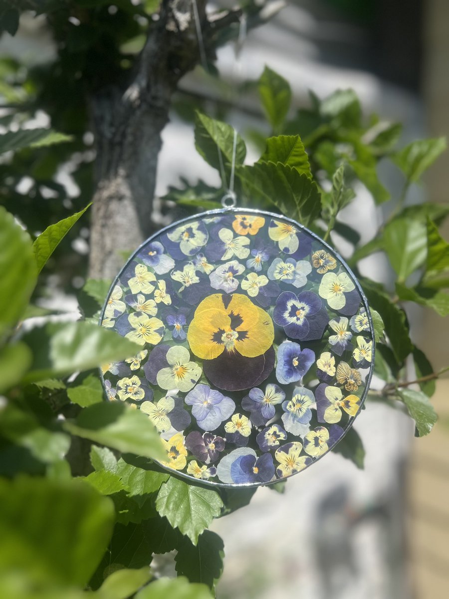 Pavlinix's tweet photo. Colección de violas DISPONIBLES 
Arte Botánico 
Cuadros entre vidrios soldados completamente a mano ✋🏻 15x15
Consultas al DM 💌❤️‍🔥😍 https://t.co/nvSvCbFfhi