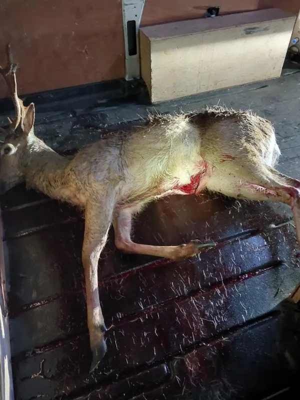 ProtectTheWild_'s tweet photo. A deer suffered a slow, agonising death at the hands of lampers, yet UK law still allows this barbaric practice in most cases. If Guernsey can ban it, so can we. It’s time for change. https://t.co/rqteTGNEfx